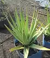 Aloe tormentorii, Mauritius