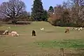 Alpacas at Trimpley