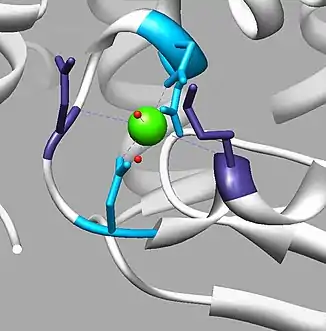 This is the calcium binding site for LALBA. The calcium ion, shown in green, is surrounded by two water molecules (red). The purple residues are the carbonyl binding sites of Lys79 and Asp84. The blue shows the carboxylic groups of Asp82, Asp87, Asp 88.