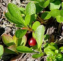 Alpine bearberryArctostaphylos alpinabjerg melbærrisMelbærris