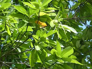 Foliage and unripe fruit