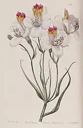 Illustration of Alstroemeria ligtu