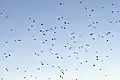 Flock of Altai accentor in flight. From Pangot, Uttarakhand, India