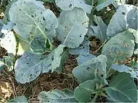 Chinese Kale