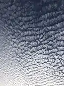 Altocumulus mackerel sky clouds over Burlington, Canada.