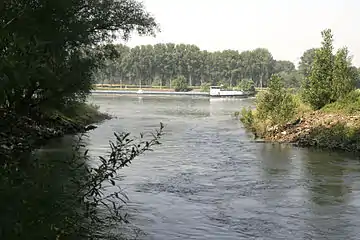 Altrhein separating from the Rhine