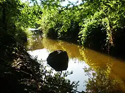 The Aluona river in the Šaravai Forest