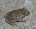 Common midwife toad