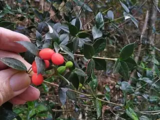 Ripening fruit