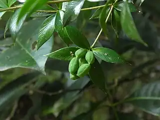 Unripe fruit