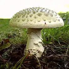 Amanita echinocephala