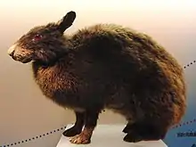 Stuffed brown rabbit