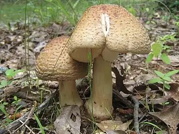 Amanita 'amerirubescens'