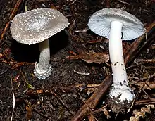 Amanita nehuta