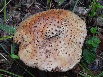 A. rubescens cap