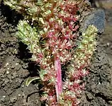 Green amaranth (A. hybridus)