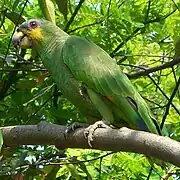 Orange-winged amazon (Amazona amazonica)