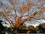 Ficus religiosa