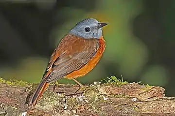 Amber mountain rock thrush, male