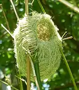 Nest built in an introduced bamboo species