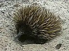 Short-beaked Echidna