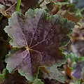 Heuchera americana 'Garnet' leaf