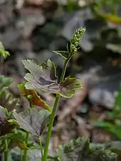 Flower stalk of Heuchera americana