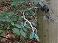 Beech branch covered in beech blight aphids and S. spongiosa