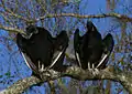 Two large black birds with black unfeathered heads with their wings half-spread sitting on a tree branch in a tree with few leaves