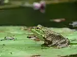 American bullfrog (Rana catesbeiana)