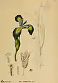 Iris versicolor – botanical illustration in American Medicinal Plants, 1887