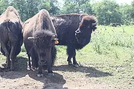 American bison