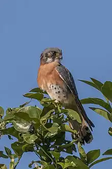 F. s. sparveroidesmale red morph, Cuba