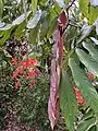 Flower, new red leaves, and mature green leaves