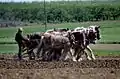 Amish farmers use only the horse power to cultivate their land.