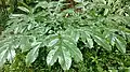 Amorphophallus sylvaticus plant