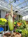 Amorphophallus titanum Fairchild Gardens, Miami, "Audrey III", 20 May 2006.