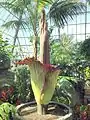 Amorphophallus titanum ("Putrella") at Muttart Conservatory, Edmonton. April 22, 2013