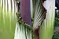 Detail of Amorphophallus titanum with 3 flowers, Botanic Garden Bonn, Germany, May, 14th 2006