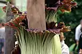 Detail of Amorphophallus titanum with 3 flowers, Botanic Garden Bonn, Germany, May, 14th 2006