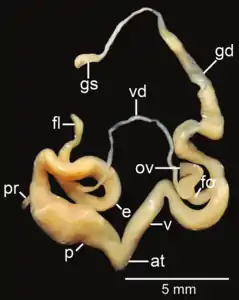 Amphidromus flavus; at – atrium; e – epiphallus; fl – flagellum; fo – free oviduct; gd – gametolytic duct; gs – gametolytic sac; ov – oviduct; p – penis; pr – penial retractor muscle; v – vagina; vd – vas deferens