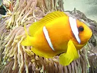 Amphiprion bicinctus near Marsa Alam