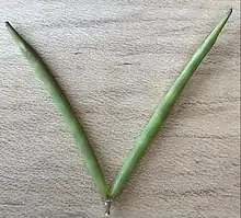 Unripe, V-shaped pair of follicles detached from plant