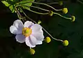 Flower and unripe seedheads in a private garden