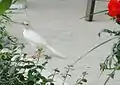 An albino grackle in Peterborough, Ontario