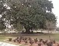 An old tree at Jinnah Park's entrance