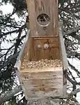 Two wasp nests inside a nest box