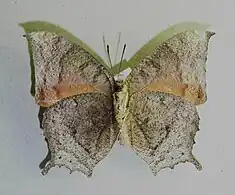 Anaea troglodyta (Fabricius, 1775), underside