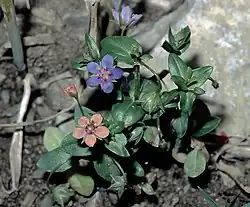 A. arvensis f. azurea together with a colour variant closer to f. carnea.