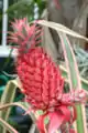 Colourful bracts of Ananas bracteatus.